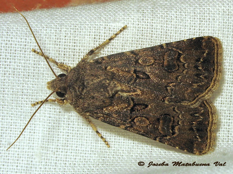 Noctuidae a determinar 3 - Argrotis bigramma